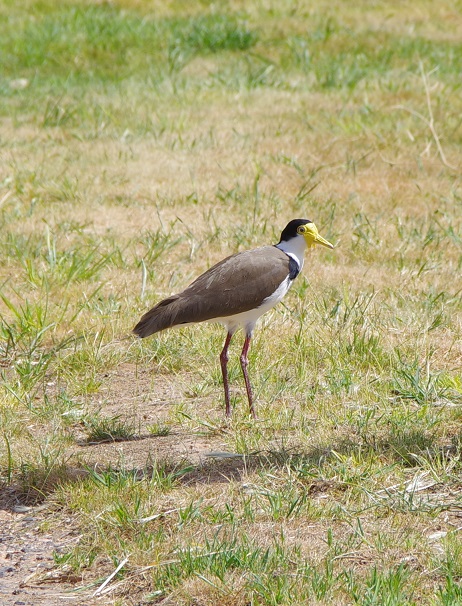 Black shouldered Lapwing (commonly called Spur wing plover)
