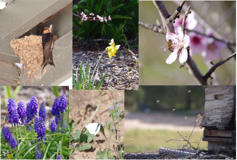 clockwise from top left: welcome swallow, daffodils, peach blossom, busy bees, moth, grape hyacinths,