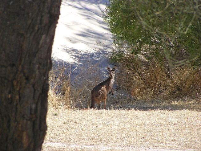 Kangaroo at base of Snow Drift