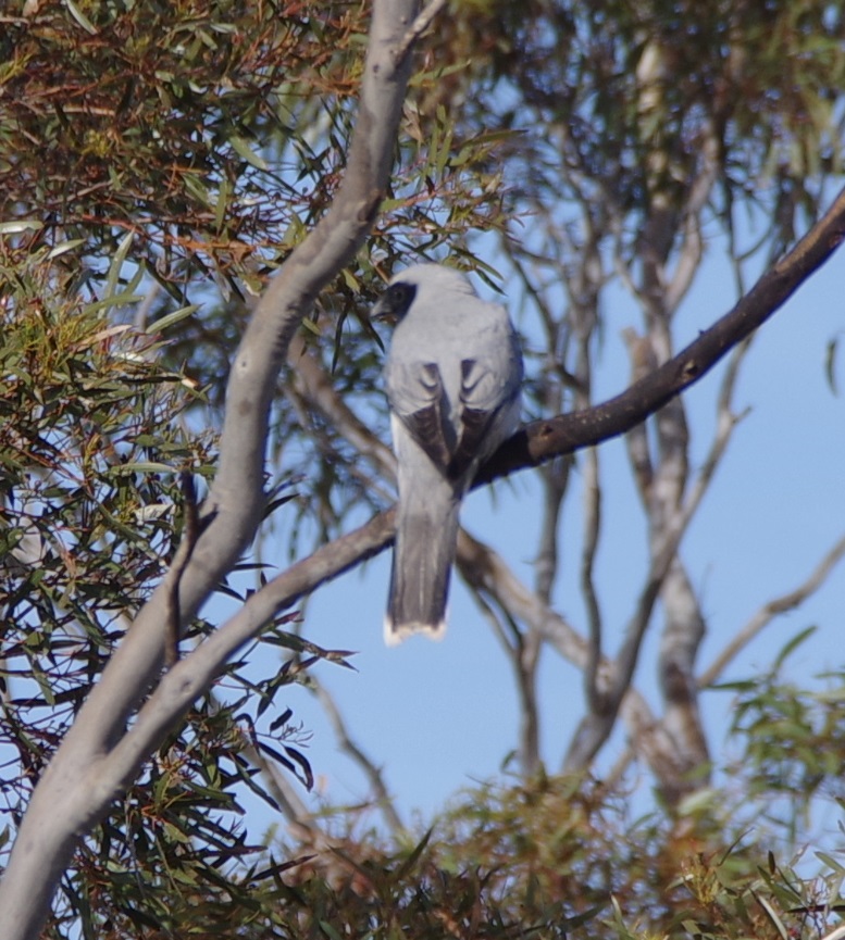 Black faced Cuckoo Shrike
