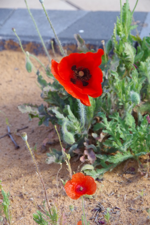 Flander's poppies (along with Rosemary) growing in the memorial garden bed