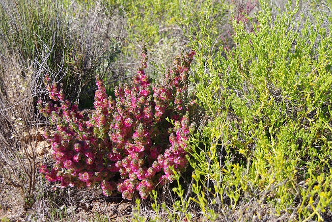 ruby saltbush