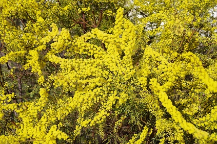 Wattles are blooming in Underbool now (September 2020)