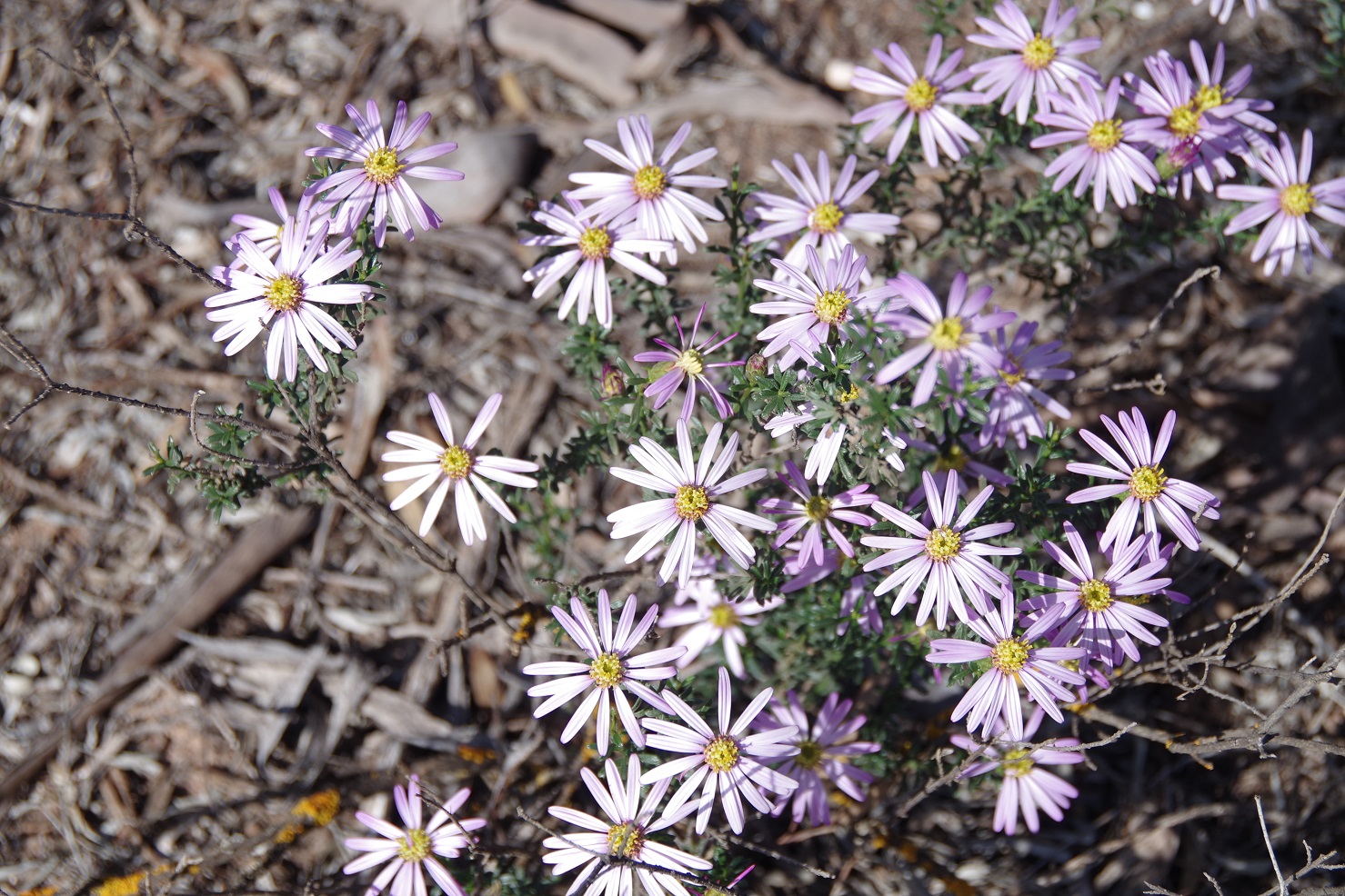 Olearia - purple daisy bush