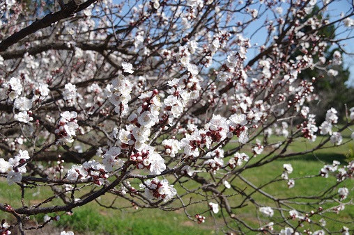 apricot blossom