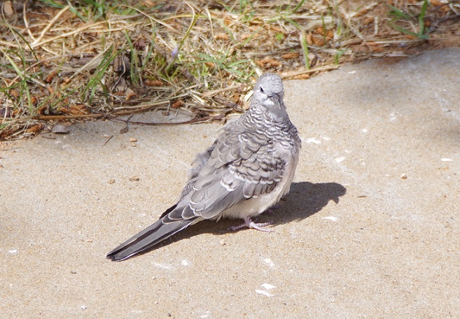 Peaceful dove