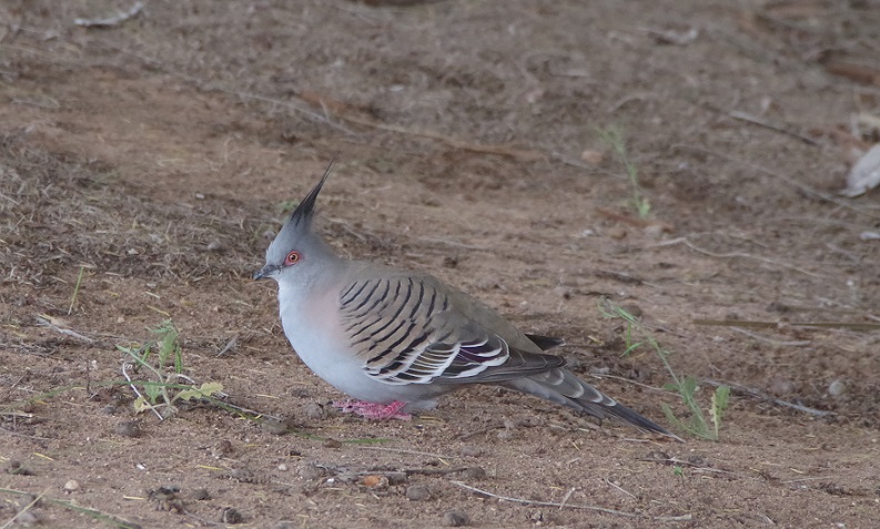 Crested pidgeon